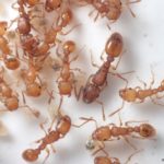 巨大蟻 日本で1番大きな最大のアリは Top2 4種大公開 あんつべ アリ飼育初心者向けブログants Base Label アンツベースレーベル