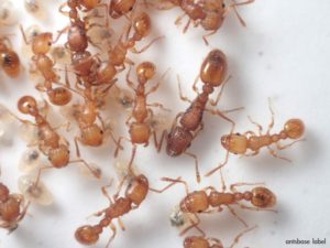 2019年に飼育したアリで良かった蟻ランキング【2019年総括！】