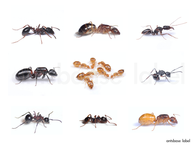 アリの種類