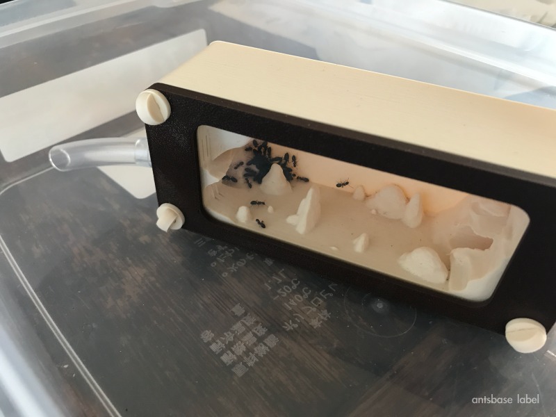 アリの引っ越し完了