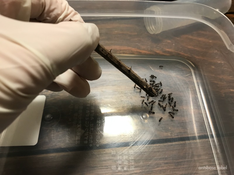 枝に営巣するヤマヨツボシオオアリ