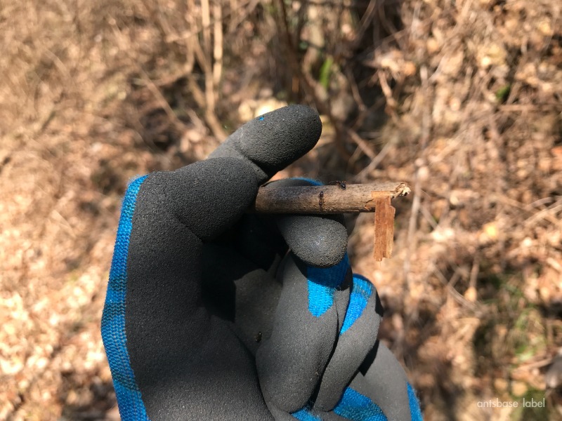 ヤマヨツボシオオアリ