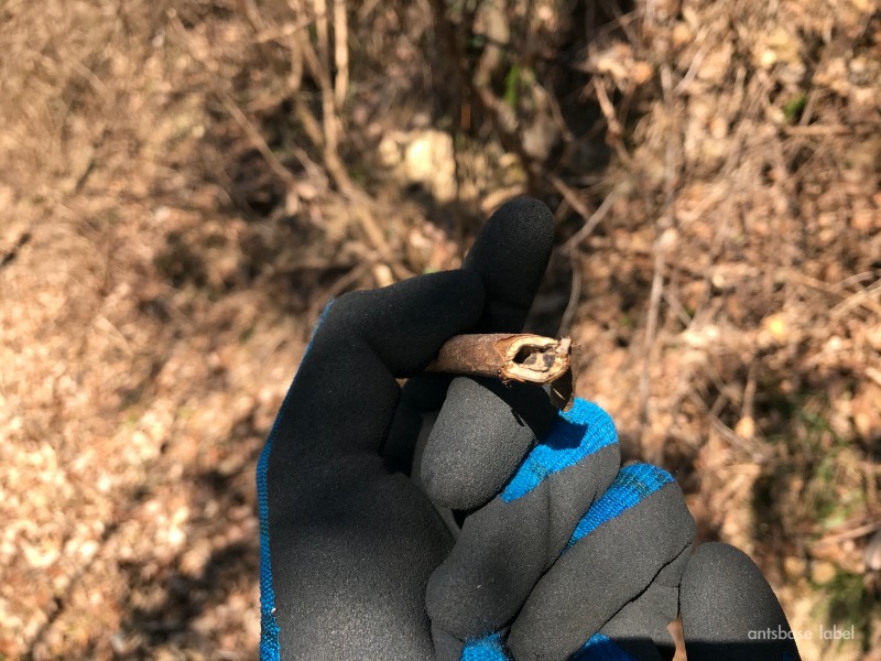 枯れ枝に営巣するヤマヨツボシオオアリ