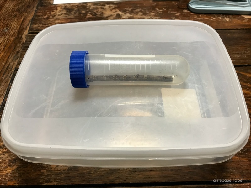 ヤマヨツボシオオアリの飼育