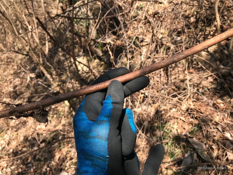 これくらいの太さの枝