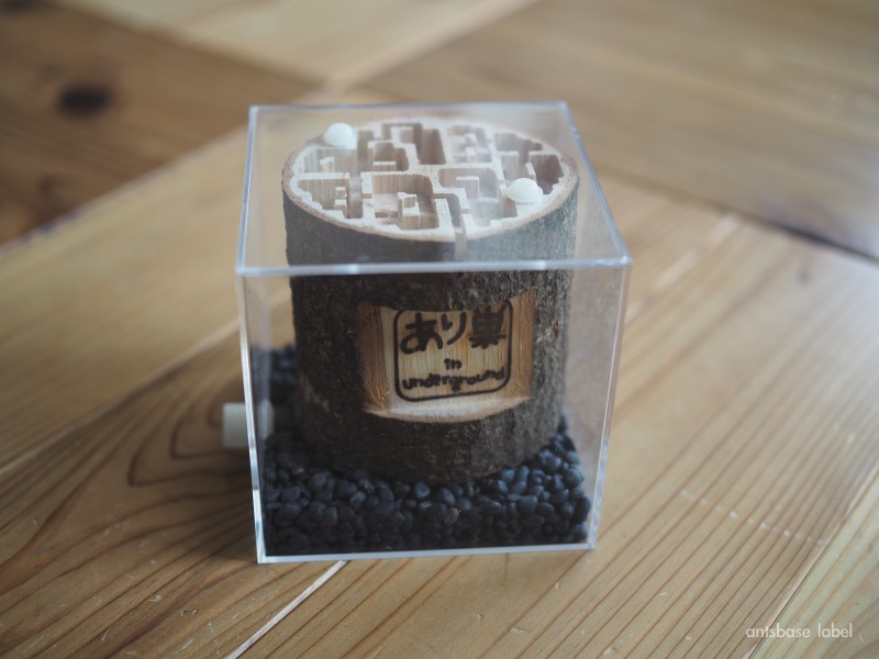 丸太巣本体の完成