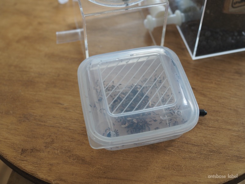 テラニシシリアゲアリ