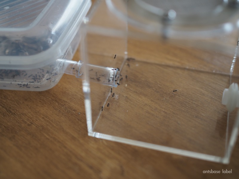 仮容器からエサ場まで