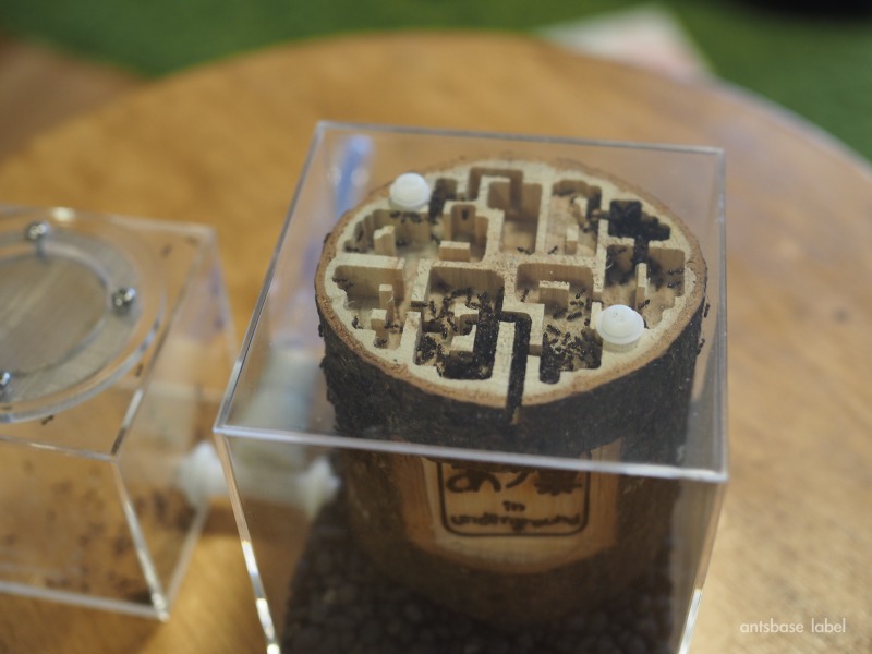 丸太巣に引っ越したアリ