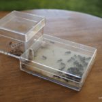 飼育しているアリの種類からオススメをご紹介します!【2020年版】