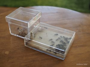 アリ飼育ケース(大)×10 石膏なしケース(10) Amazon.co.jp: アリの巣 石膏製 アリ飼育キットアリの巣観察