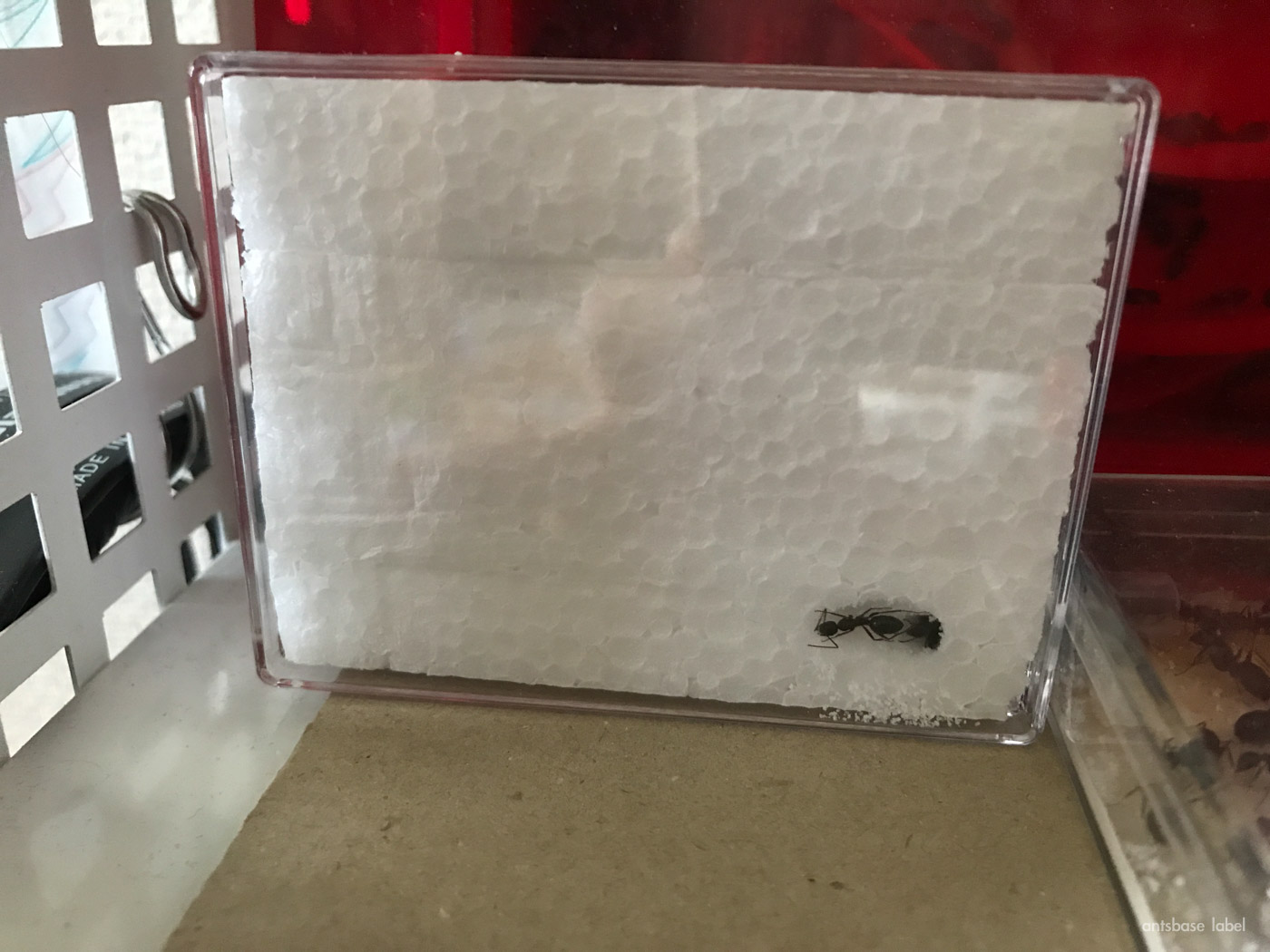 アリと発泡スチロール