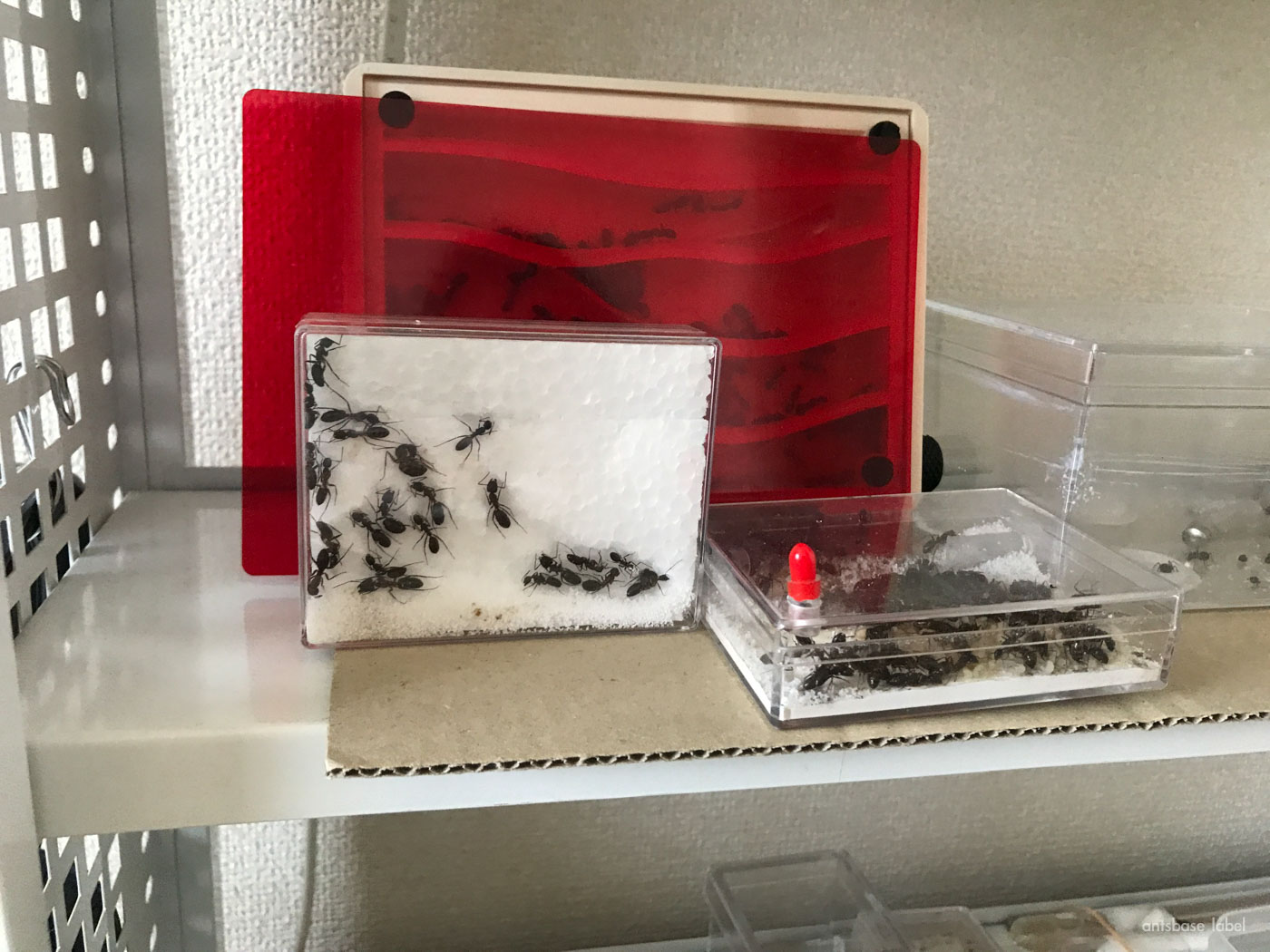 発泡スチロールに穴を開ける蟻