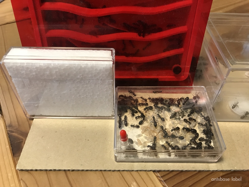 ミカドオオアリで挑戦