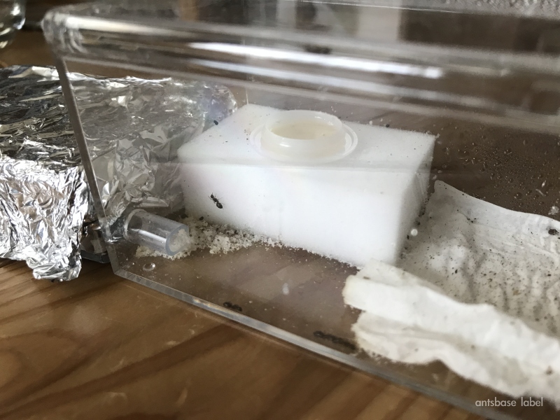 アリの飼育ケースの状態