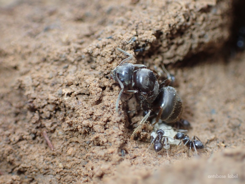 トビイロケアリのコロニー