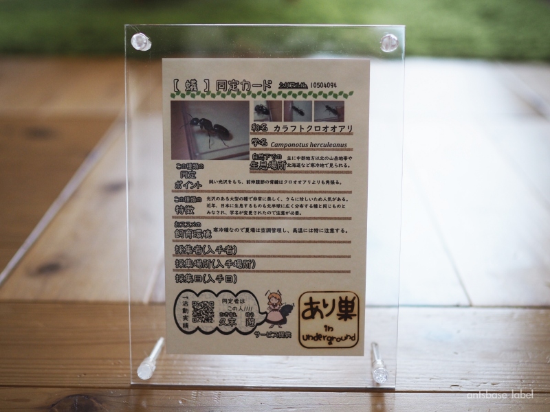 カラフトクロオオアリの同定カード