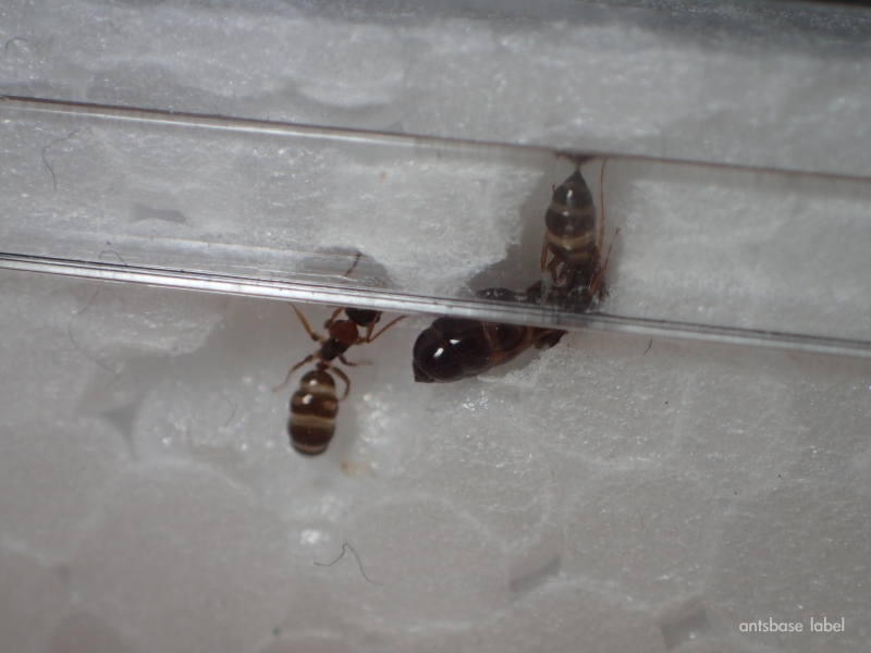 穿孔された発泡スチロール