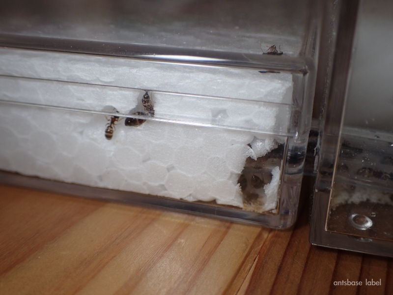 穴を掘られた発泡スチロール