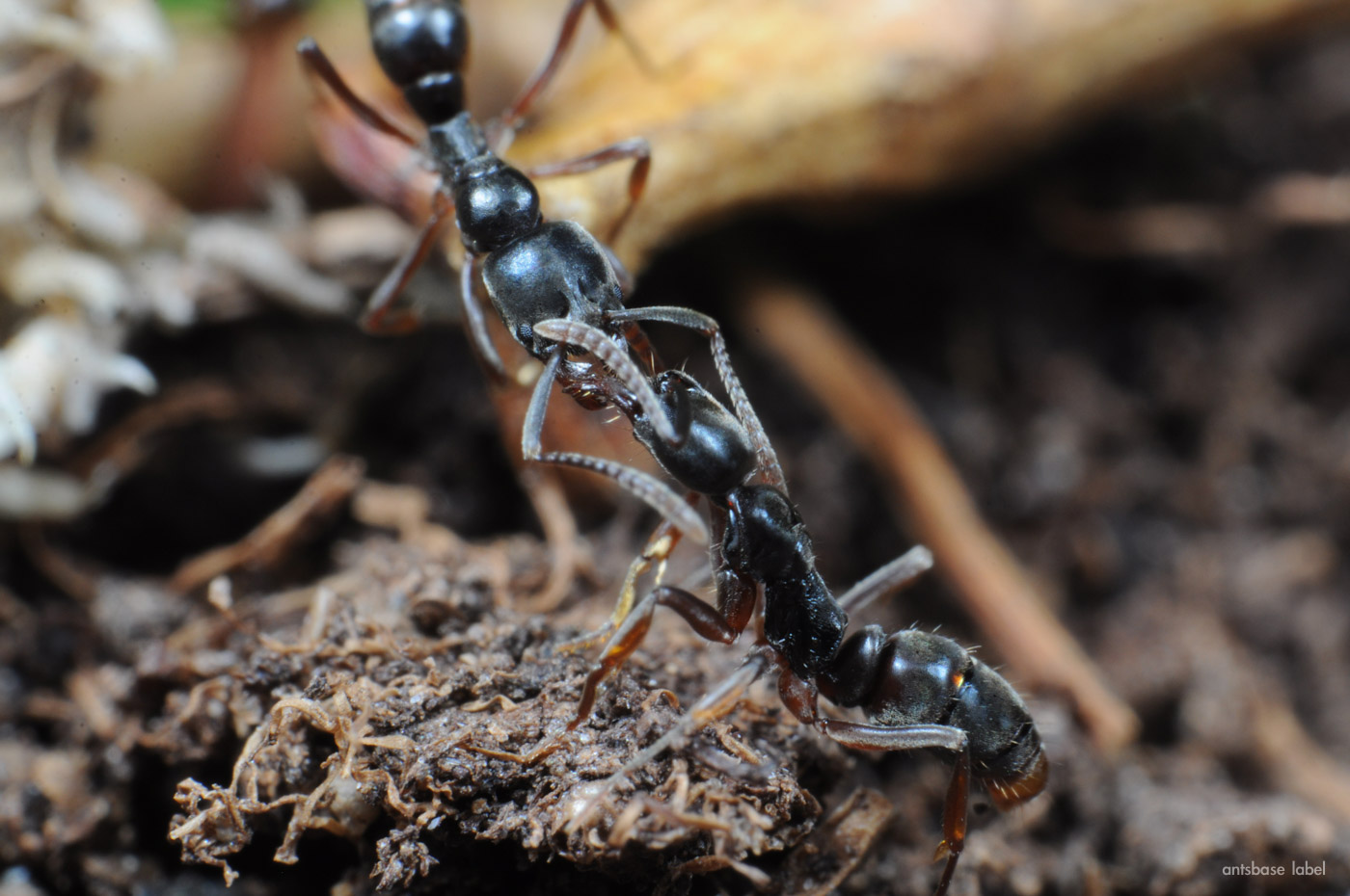 飼育が楽しいアリはどれ？私が思うオススメの蟻4選！