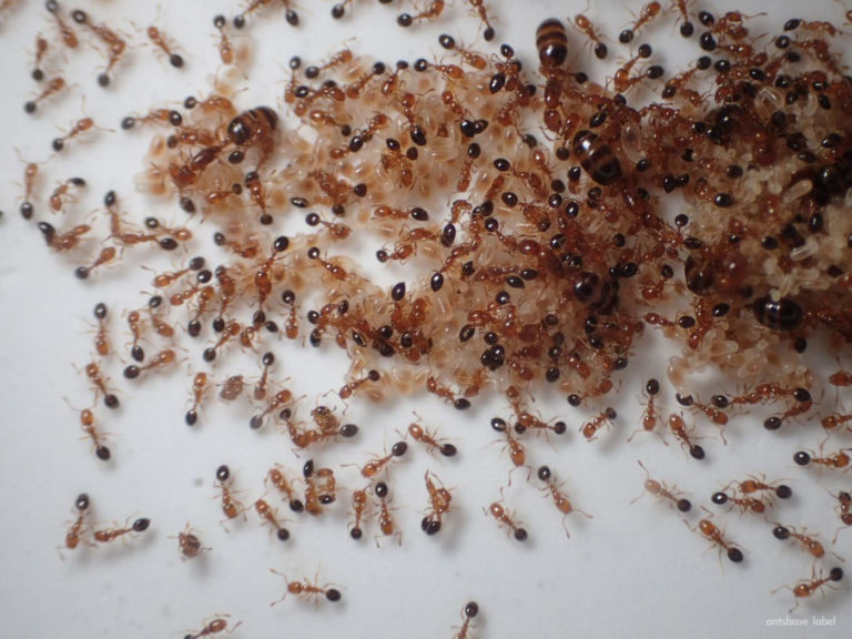 日本の小さいアリはどんな種類がいる？【よく見る蟻を解説】 | あんつべ｜アリ飼育初心者向けブログants base label（アンツベースレーベル）