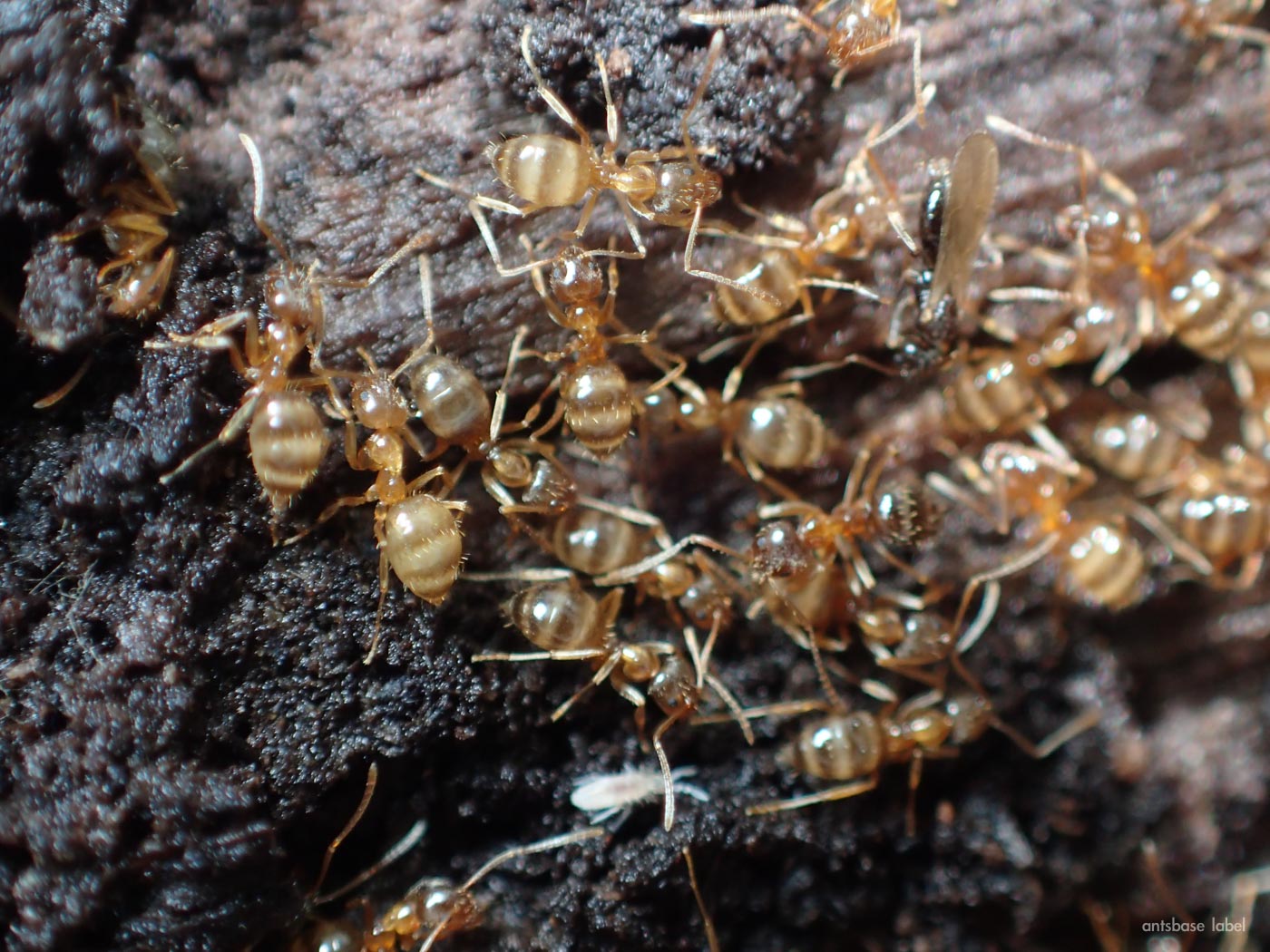 日本の小さいアリはどんな種類がいる よく見る蟻を解説 あんつべ アリ飼育初心者向けブログants Base Label アンツベースレーベル