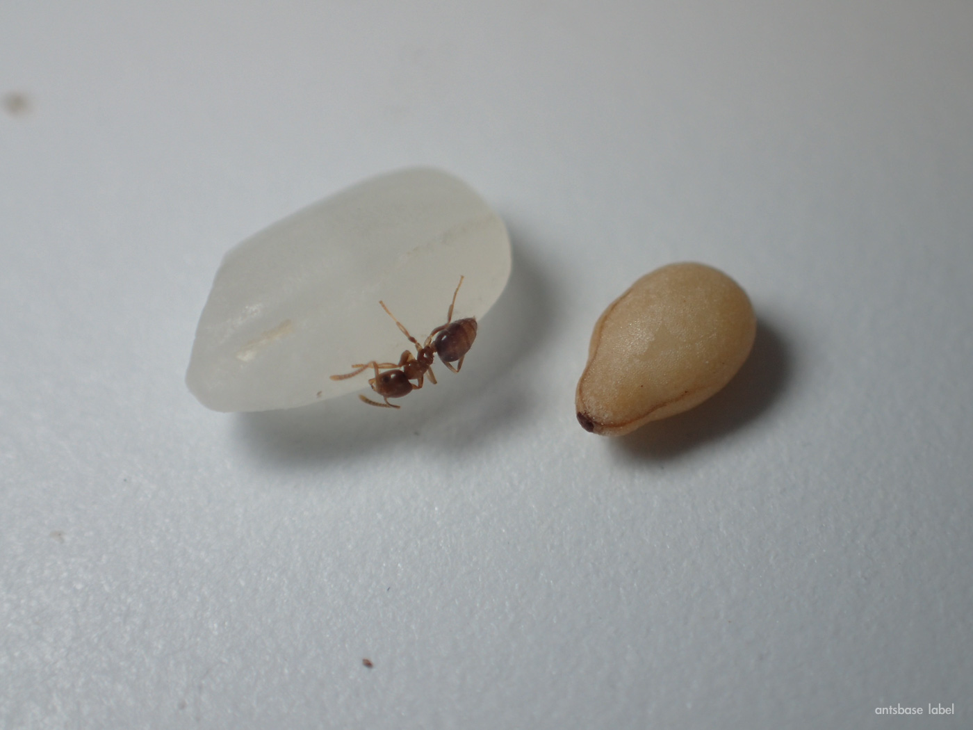 日本の小さいアリはどんな種類がいる よく見る蟻を解説 あんつべ アリ飼育初心者向けブログants Base Label アンツベースレーベル