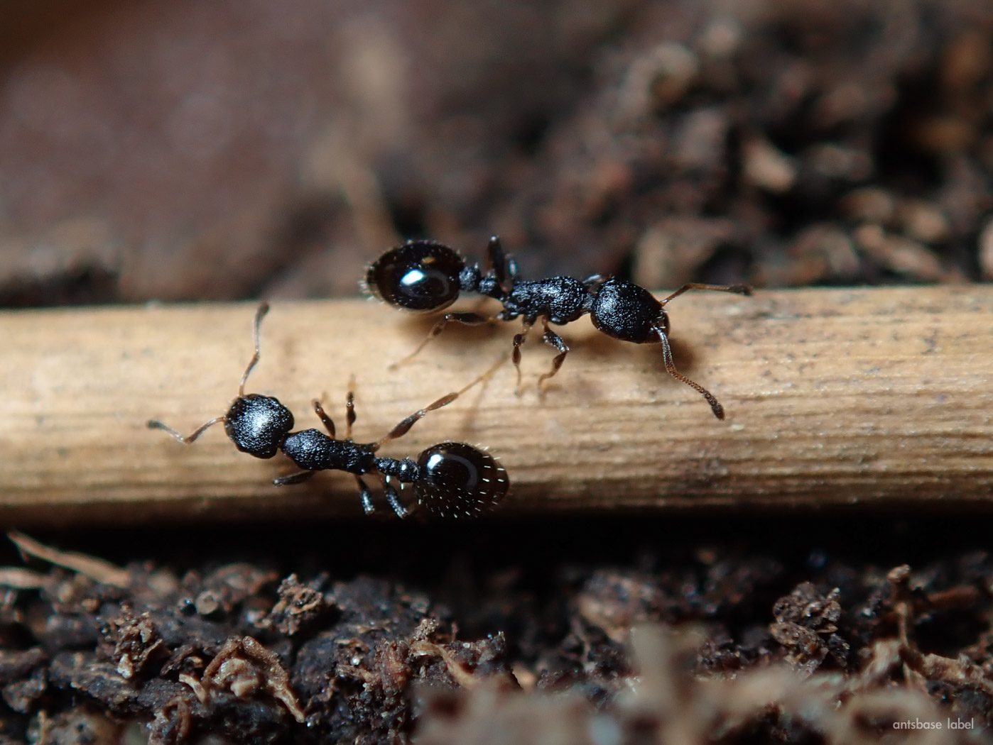 蟻 の 種類 小さい