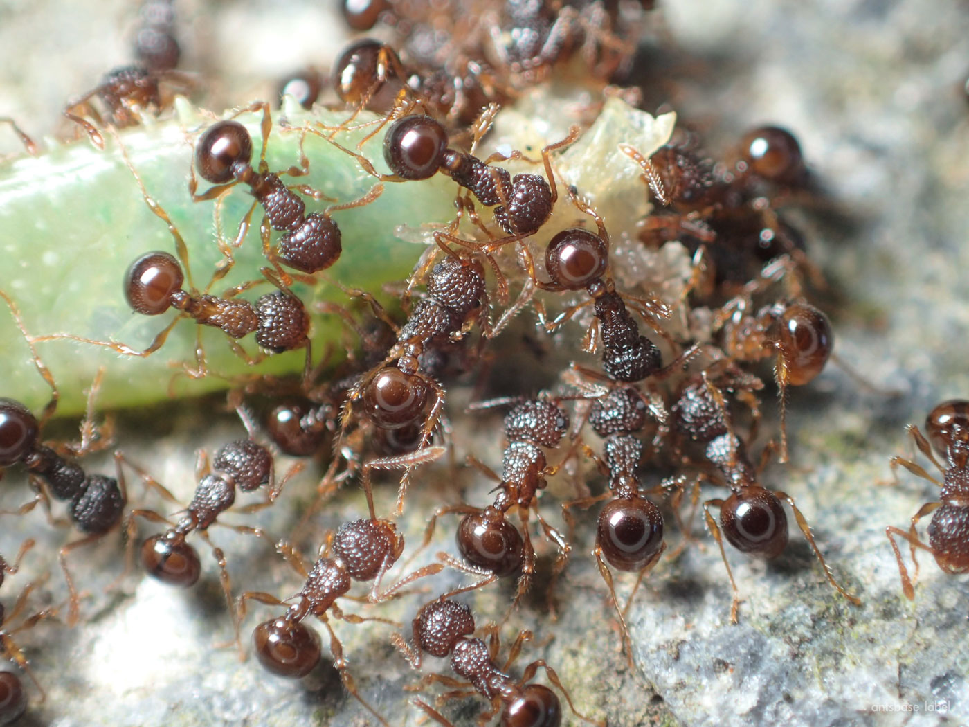 日本の小さいアリはどんな種類がいる？【よく見る蟻を解説】