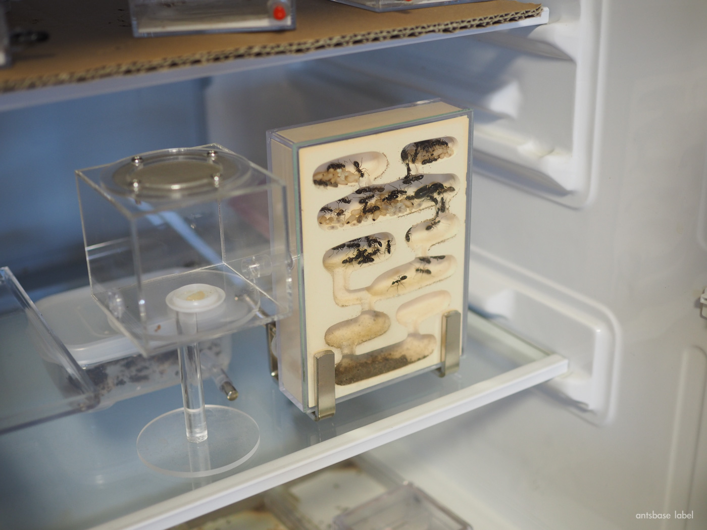 冷蔵庫にアリ飼育ケースを入れる