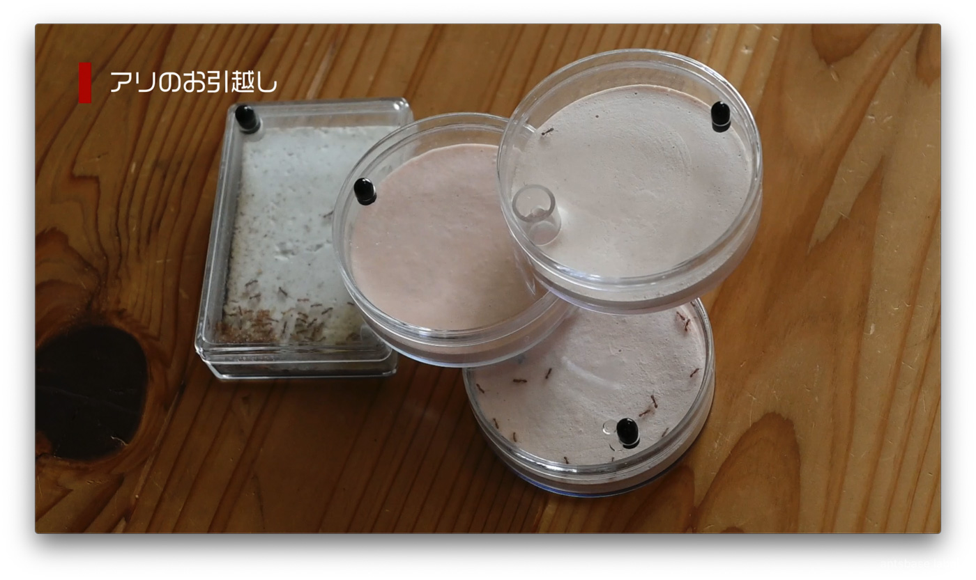 アリの引っ越し