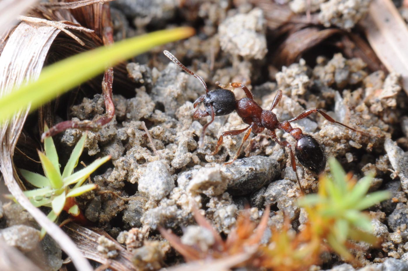 ツヤクシケアリ