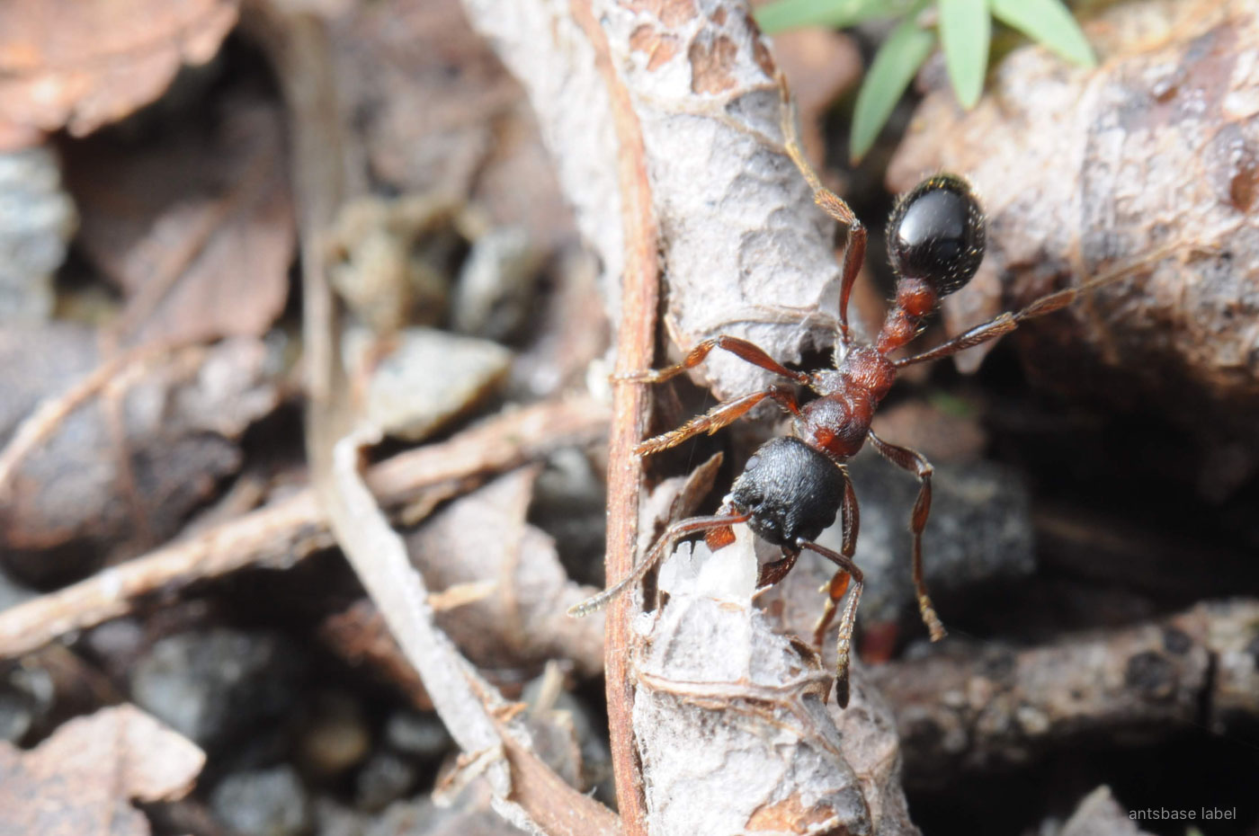 ツヤクシケアリ