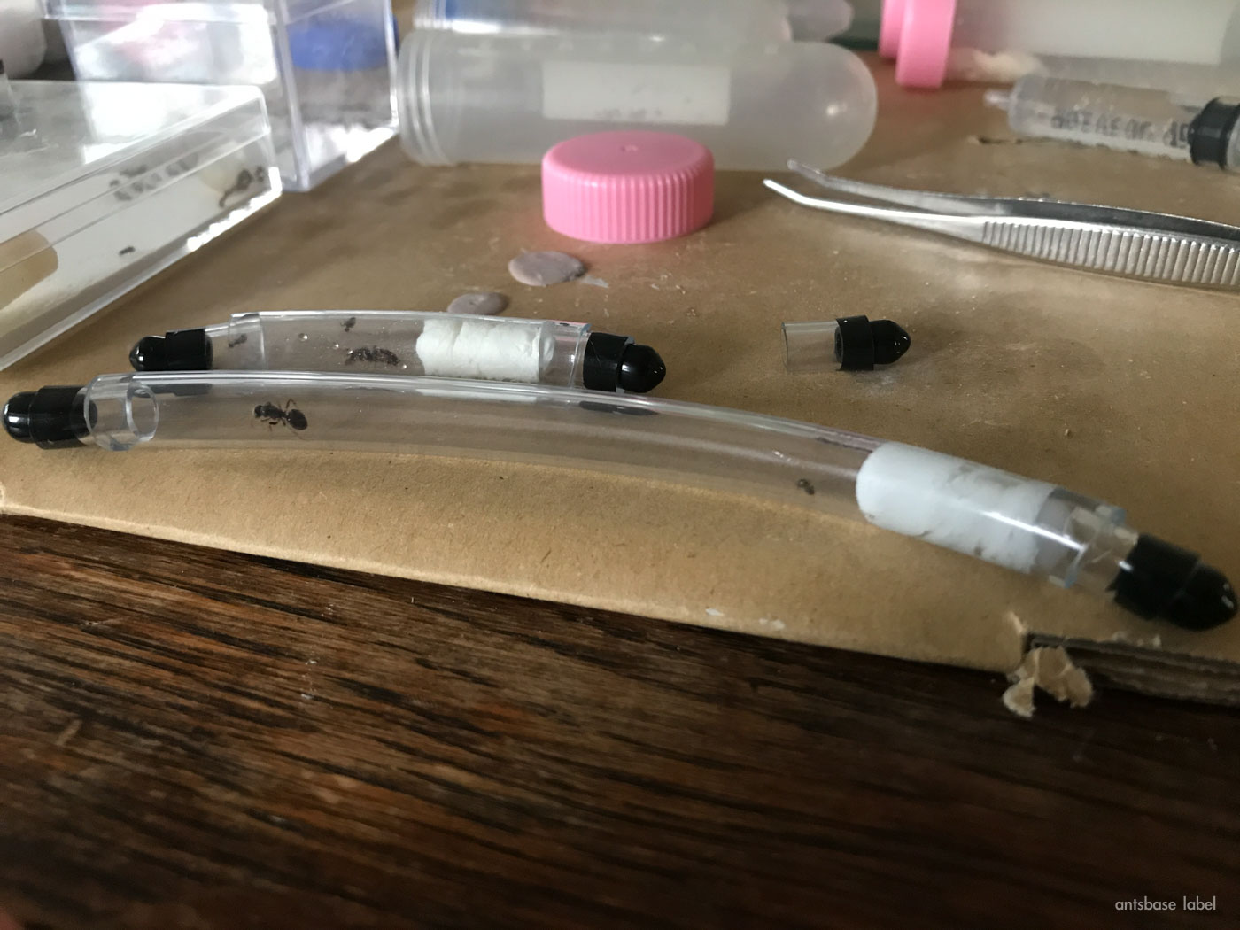 働きアリと女王アリを合わせる