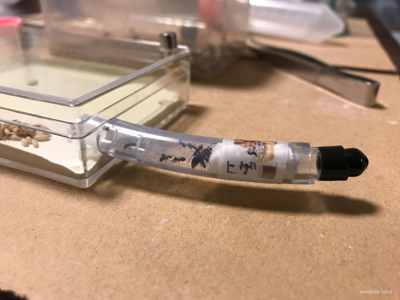 飼育ケースにつなげる