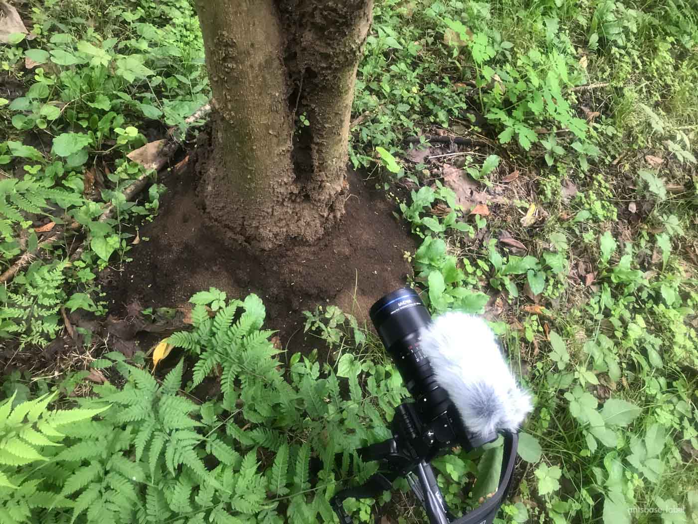 アメイロケアリの生息環境