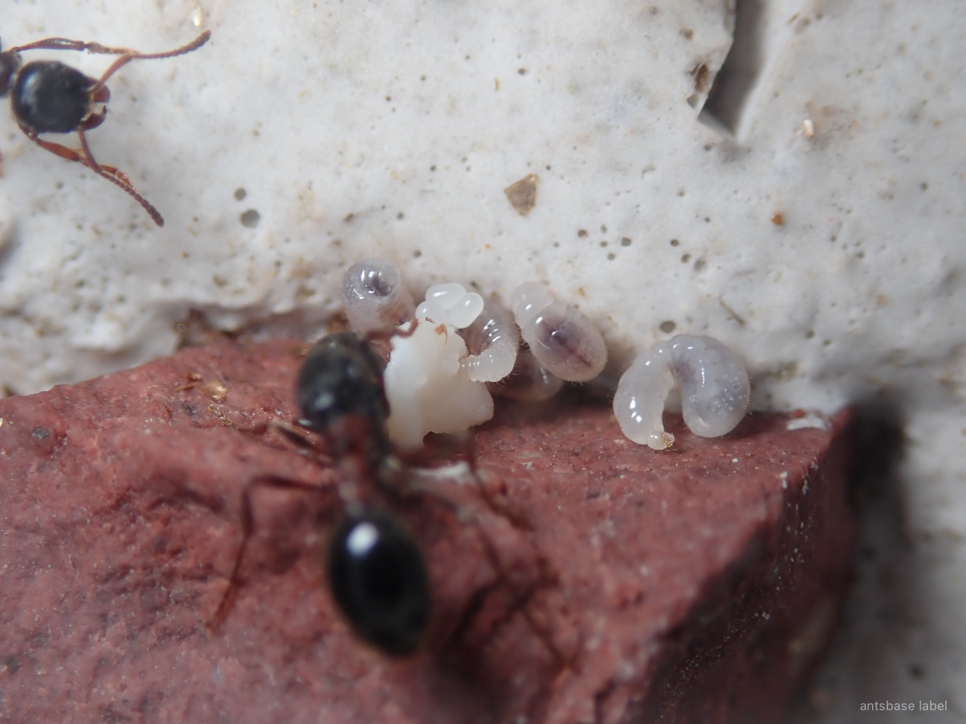 エサを食べる幼虫