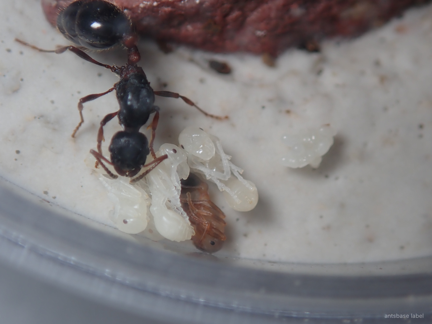 ツヤクシケアリの蛹