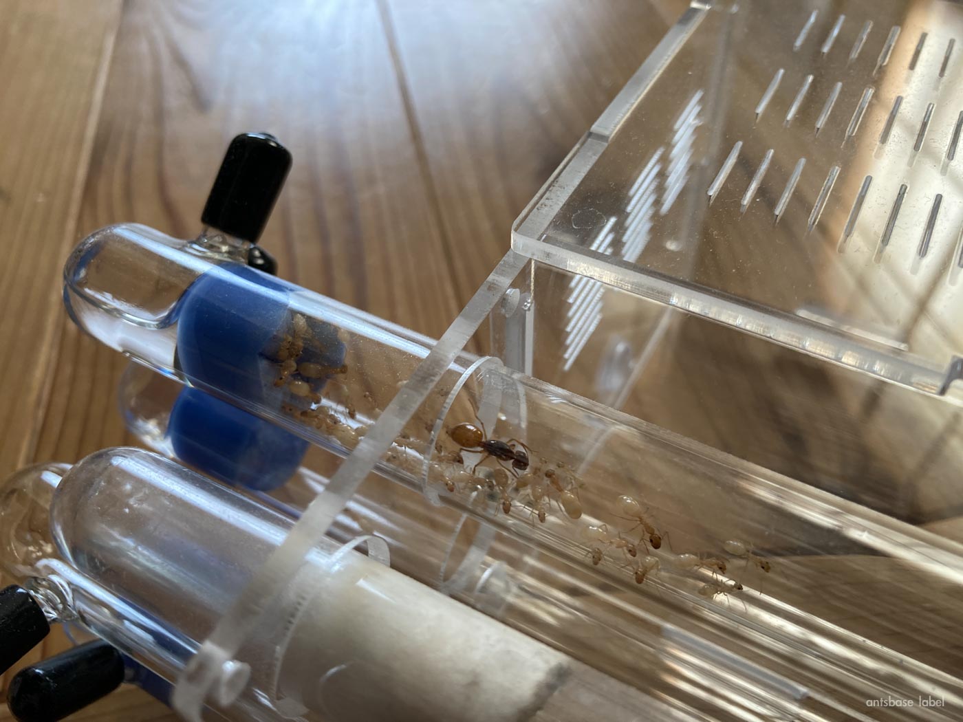 コハクオオアリの飼育環境