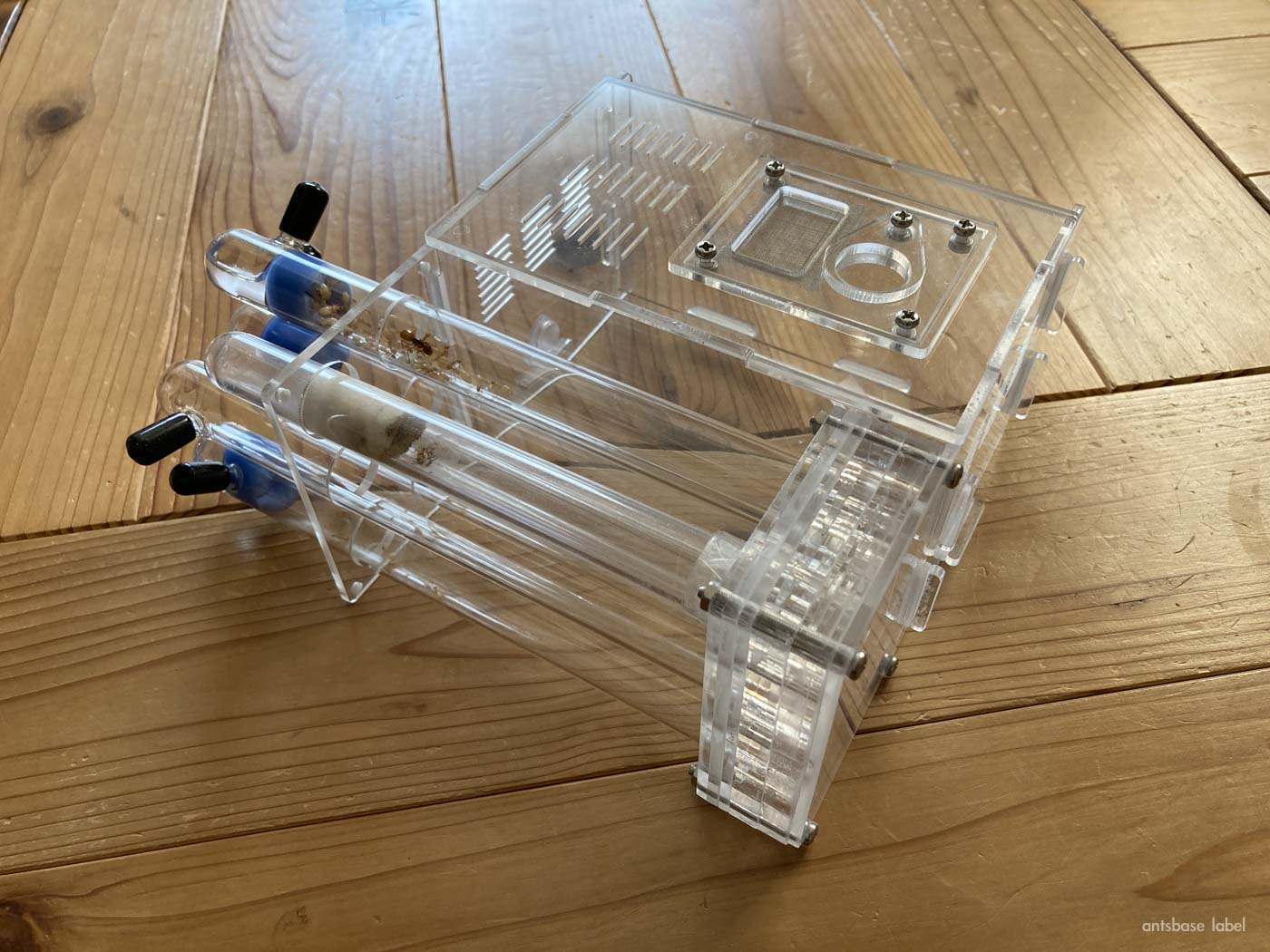 コハクオオアリの飼育