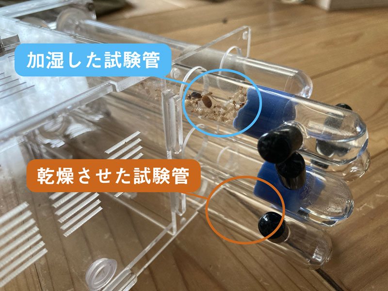 コハクオオアリ