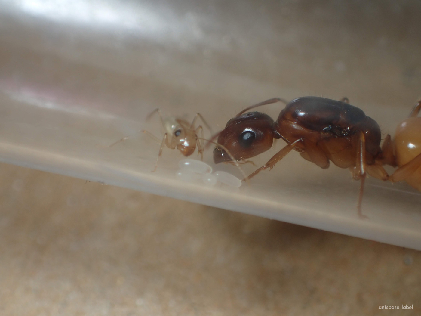 コハクオオアリの産卵