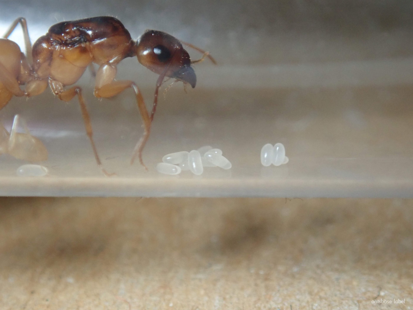 コハクオオアリ（Camponotus fedtschenkoi）の飼育方法を解説！【飼育でわかった事実】 | あんつべ｜アリ飼育初心者向けブログants  base label（アンツベースレーベル）