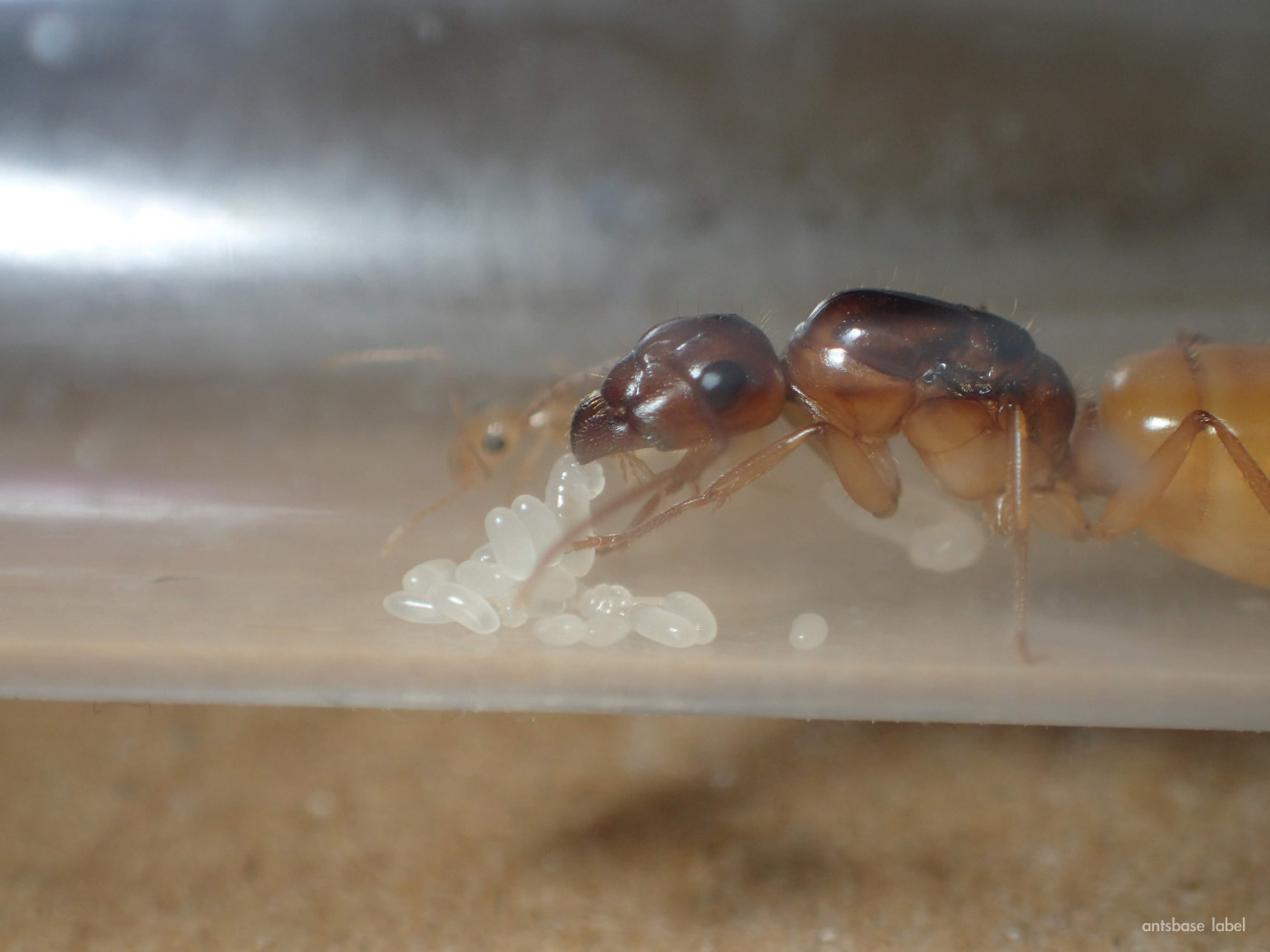 幼虫の世話をする女王アリ