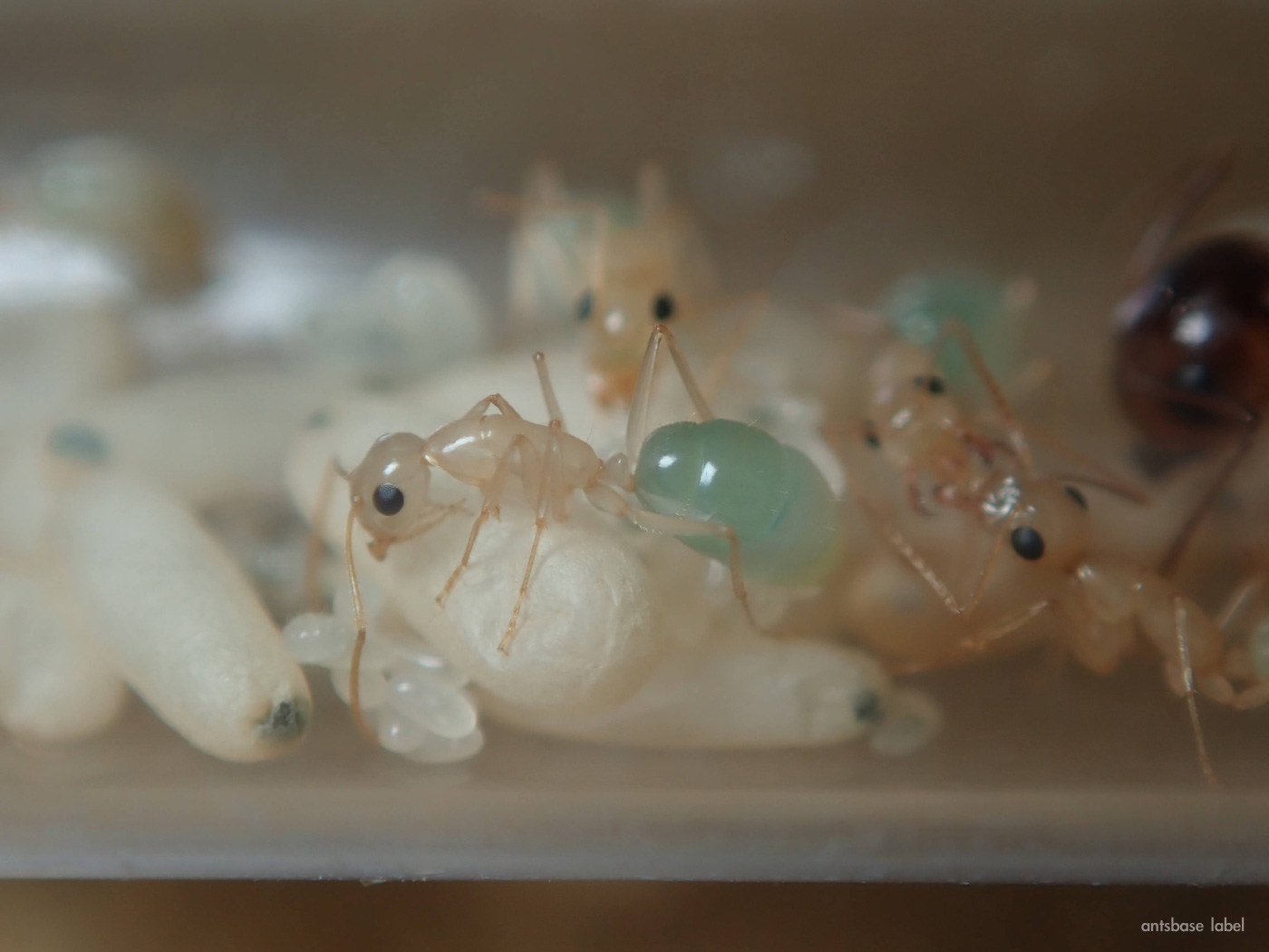 コハクオオアリ