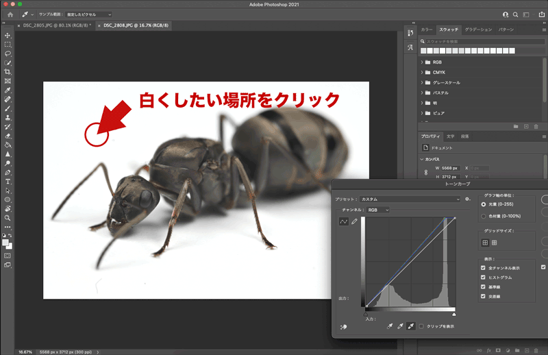 Photoshopで薄暗い背景を白く飛ばす方法 あんつべ アリ飼育初心者向けブログants Base Label アンツベースレーベル