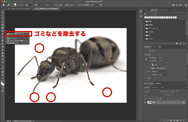 Photoshopで薄暗い背景を白く飛ばす方法 あんつべ アリ飼育初心者向けブログants Base Label アンツベースレーベル